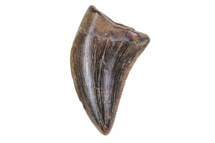 Small Theropod (Raptor) Tooth - Judith River Formation #72551